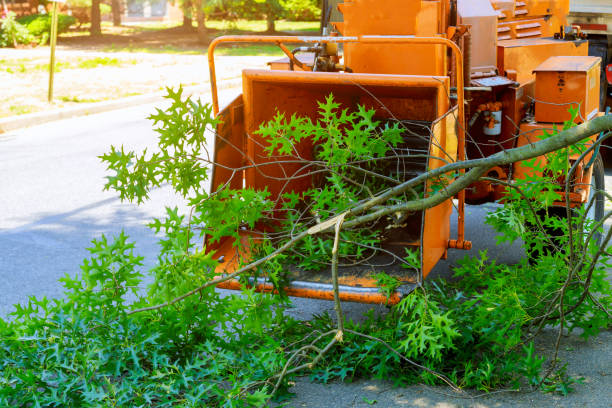 How Our Tree Care Process Works  in  Pearson, GA