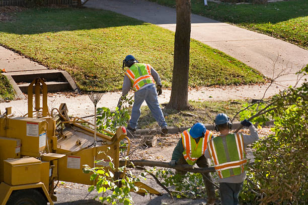 Best Hazardous Tree Removal  in Pearson, GA