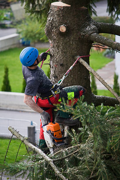 Trusted Pearson, GA Tree Services Experts