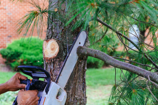 Best Tree Removal  in Pearson, GA